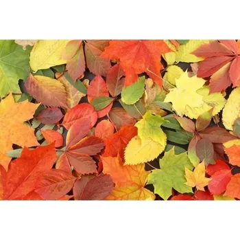 Fototapeta DIMEX | Samolepicí vliesová fototapeta na zeď Pestrobarevné listí MA-5-0115 | 375 x 250 cm | zelená, červená, žlutá, hnědá + Samolepicí vliesová fototapeta na stěnu DIMEX Pestrobarevné listí MA50115 v rozměru 375 x 250 cm