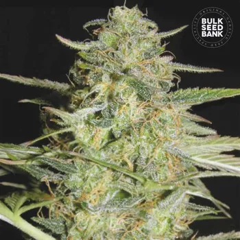 Semeno Bulk Seed Bank - Auto Loveryder 5 ks