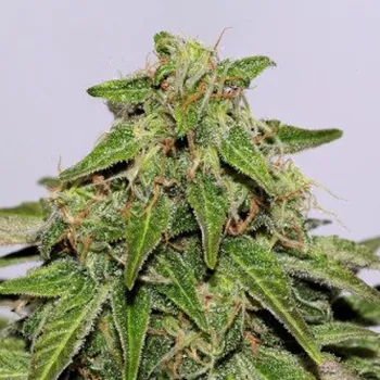 Semeno CBD Crew - CBD Yummy 5 ks