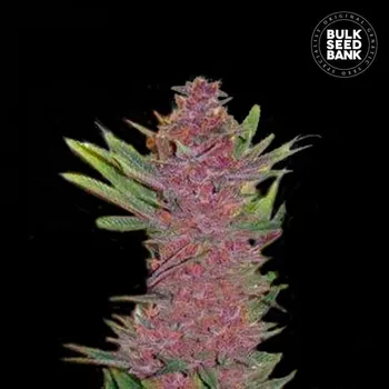 Semeno Bulk Seed Bank - Auto Purple Glam Kush 5 ks
