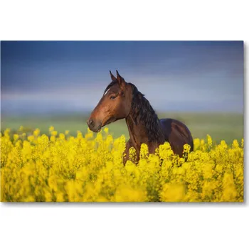 Obraz Obraz na plátně MUSTANG V ŘEPCE NA VENKOVSKÉ LOUCE 70 x 50 cm