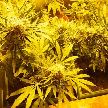 Semeno CBD Crew - CBD Indica Mix 5 ks