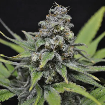 Semeno CBD Crew - CBD Critical Mass 5 ks