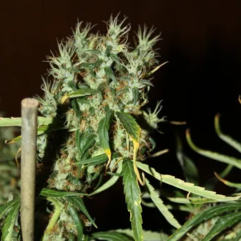 Semeno CBD Crew - CBD Mango Haze 5 ks