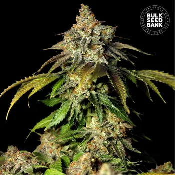 Semeno Bulk Seed Bank - Auto Bruce Banner #5 10 ks
