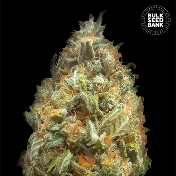 Semeno Bulk Seed Bank - Auto Original Orange Bud 5 ks