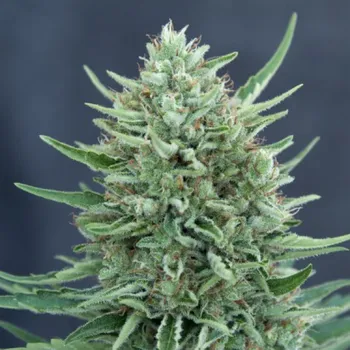 Semeno CBD Crew - CBD Med Gom 1.0 Auto 3 ks