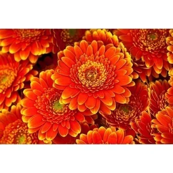 Fototapeta DIMEX | Samolepicí vliesová fototapeta na zeď Gerbera MA-5-0131 | 375 x 250 cm | červená, žlutá + Samolepicí vliesová fototapeta na stěnu DIMEX Gerbera MA50131 v rozměru 375 x 250 cm