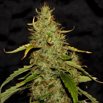 Semeno CBD Crew - CBD PH regular 5 ks