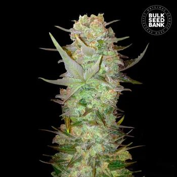 Semeno Bulk Seed Bank - Auto Dubai Poison 5 ks