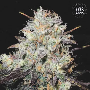 Semeno Bulk Seed Bank - Auto Cocopopo 5 ks