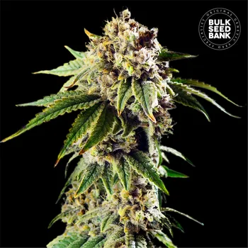 Semeno Bulk Seed Bank - Auto Dosidos Rocketos 5 ks