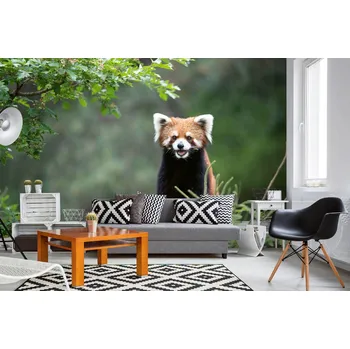 Fototapeta DIMEX | Samolepicí vliesová fototapeta na zeď Smějící se panda červená MA-5-0624 | 375 x 250 cm | zelená, bílá, hnědá + Samolepicí vliesová fototapeta na stěnu DIMEX Smějící se panda červená MA50624 v rozměru 375 x 250 cm