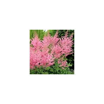 Sazenice Astilbe arendsii Cattleya