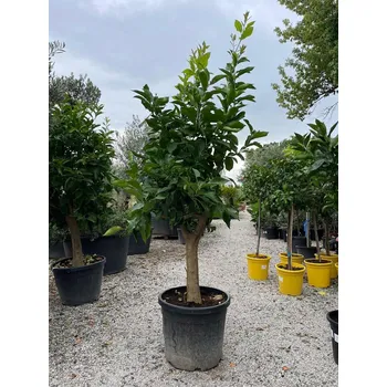 Sazenice Citron - CITRUS LIMON / 50-70Lt / obvod kmene 20-30cm / výška 200-220cm - Citron_50-70Lt
