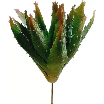 Aloe 17 cm větvička zelená