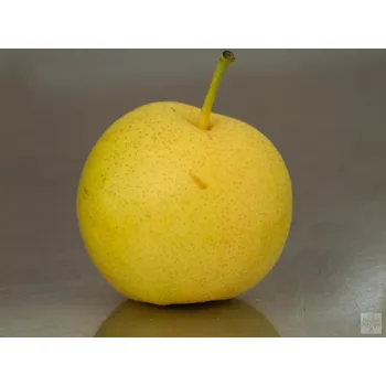 Sazenice Asijská hrušeň 'Shinseiki' Balení: prostokořenný stromek, Podnož: kavkazská