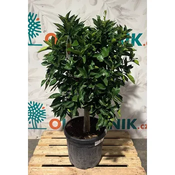 Sazenice Pomeranč - CITRUS SINENSIS / 45LT / obvod kmene 15-20cm / výška 150-160cm - Pomeranč_45LT