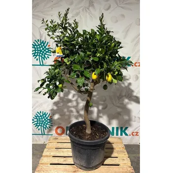 Sazenice Citron - CITRUS LIMON / 70LT / obvod kmene 14-16cm / výška 180-200cm - Citron_70Lt