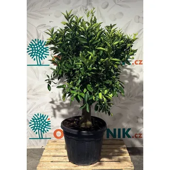 Sazenice Pomeranč - CITRUS SINENSIS / 90LT / obvod kmene 30-40cm / výška 190-210cm - Pomeranč_90Lt