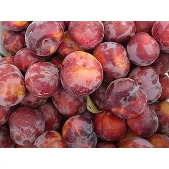 Sazenice Švestkomeruňka 'Flavor Gem' Balení: prostokořenný stromek, Podnož: myrobalán