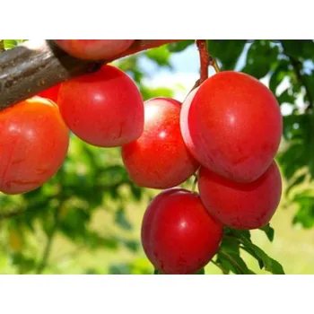 Sazenice Japonská švestka 'Oishi Wase' Balení: prostokořenný stromek, Podnož: myrobalán