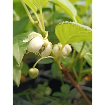 Sazenice Aktinidie význačná 'Japsai' 10-30 cm H9