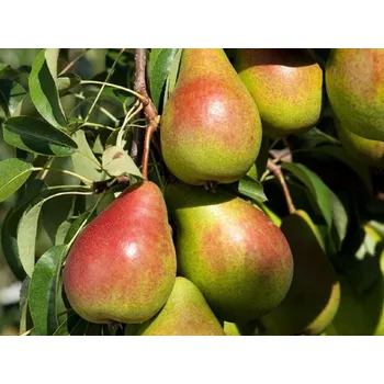 Sazenice Hrušeň 'Avranšská' Balení: prostokořenný stromek