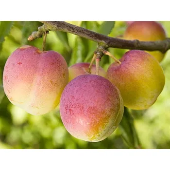 Sazenice Ryngle 'Excalibur' Balení: prostokořenný stromek, Podnož: myrobalán