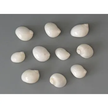 Mořské mušle BÍLÉ ULITY 10 ks