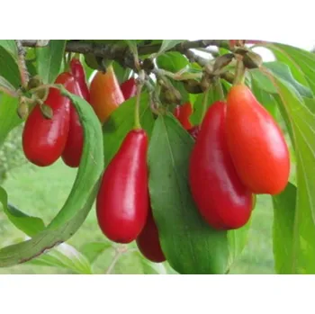 Sazenice Dřín velkoplodý 'Elegantní' Balení: prostokořenný stromek, Podnož: semenáč