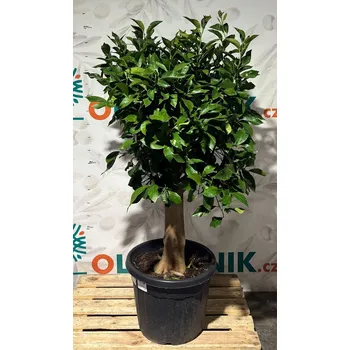 Sazenice Citron - CITRUS LIMON / 70/90Lt / obvod kmene 30-40cm / výška. 180-200cm - Citron 70/90lt