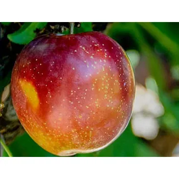 Sazenice Bluma 'Casselman' Balení: prostokořenný stromek, Podnož: myrobalán