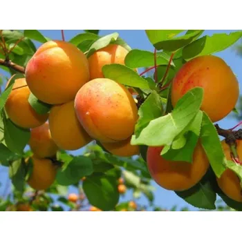 Sazenice Meruňka 'Lazeranska' Balení: prostokořenný stromek, Podnož: myrobalán