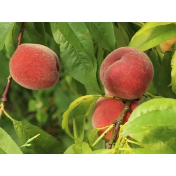 Sazenice Broskvoň 'Amsden' Balení: prostokořenný stromek