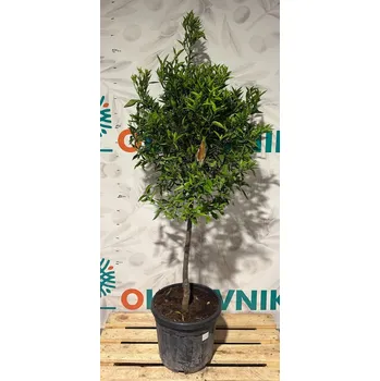 Sazenice Mandarinka - CITRUS RETICULATA / obvod kmene 8-10cm, výška 180-200cm - Mandarinka_8-10cm
