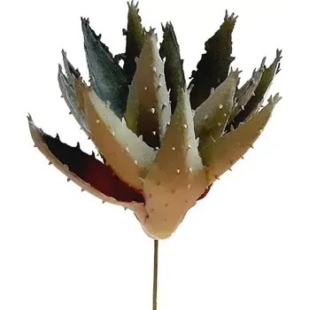 Aloe 17 cm větvička tmavě zelená