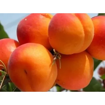 Sazenice Meruňka 'Paviot' Balení: prostokořenný stromek, Podnož: ryngle zelená