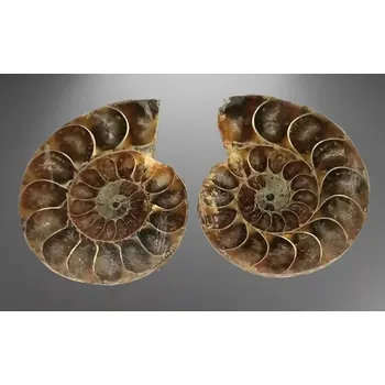 Sběratelství Amonit leštěný, obě půlky větší 50 g