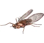 Autronic R2027 moucha měděná