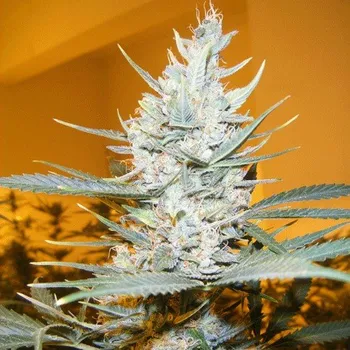 Semeno Cream Of The Crop - Amphetamine Auto 5 ks