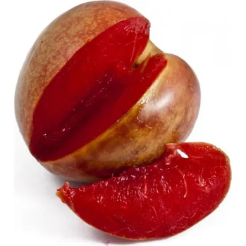 Sazenice Švestkomeruňka 'Flavor Supreme' Balení: prostokořenný stromek, Podnož: myrobalán