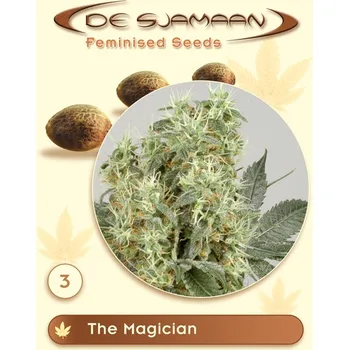 Semeno De Sjamaan Seeds - The Magician 1 ks