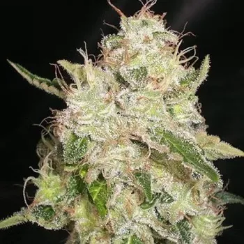 Semeno Cream Of The Crop - White Chronic 1 ks