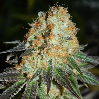 Semeno Cream Of The Crop - Cash Crop Auto 5 ks