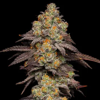 Semeno Cookies Seed Bank - Big Z 6 ks