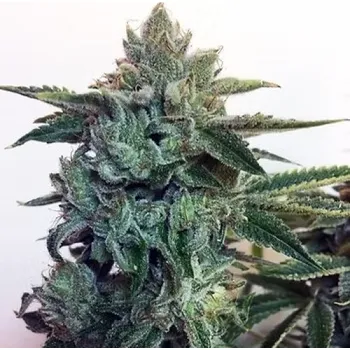 Semeno Cream Of The Crop - Sticky Zkittlez Glue 10 ks