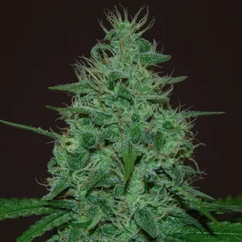 Semeno Cream Of The Crop - Cropical Fruit Auto 3 ks