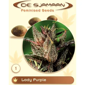 Semeno De Sjamaan Seeds - Lady Purple 3 ks