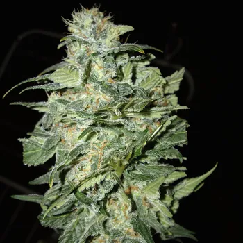 Semeno Cream Of The Crop - Crop Circle Auto 5 ks